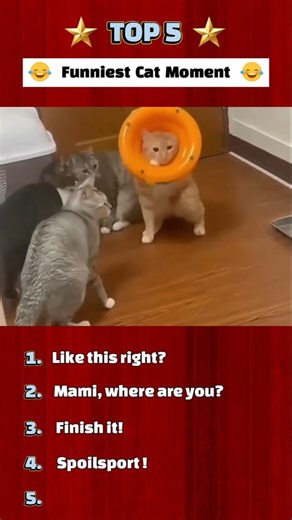 Funny Cat 22 😝 #animalintelligence #cat #trending