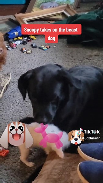 Snoopy vs. The Red Baron: Epic Dog Battle