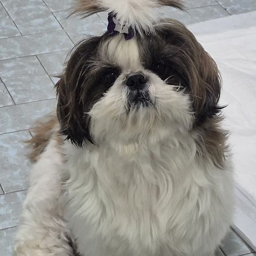 Boneca !!! @fabi_chairdaniel | Silvia Boarini