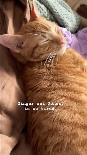 Cute Ginger Cat is Too Tired🥹🧡