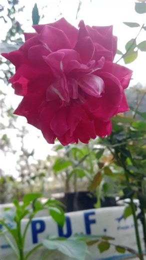 English rose