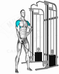 11K views · 450 reactions | Shoulder Cable Mastery | Muscle man | Facebook