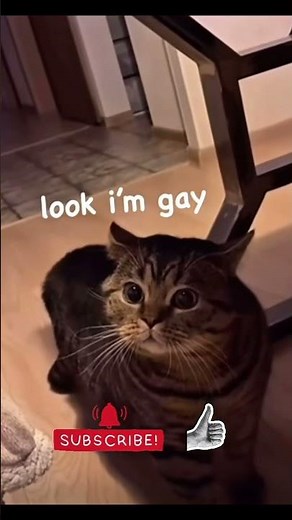 😂 Best Funny Cat Videos: Hilarious Moments & Epic Cat Fails!