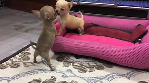2.8M views · 6.1K reactions | Cutest battle between 2 cute chihuahua <3 ☀ Amazing FUNNY CHIHUAHUA MUG for chihuahua lovers ! ⚠ Get yours here:➜➜ https://www.teezily.com/funny-chihuahua-mug | Chihuahua Lovers | Facebook