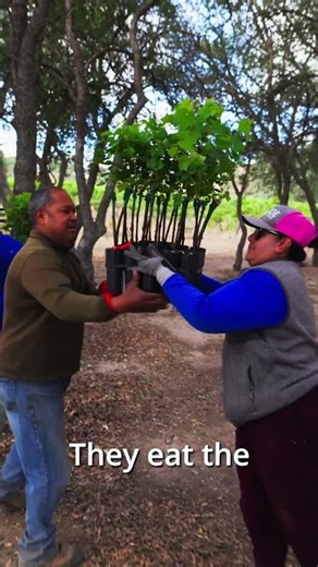 10,000 New Vines, One Perfect Truck Load…and Grapes That Showed Up Early?! 🌱 #podcast #wine