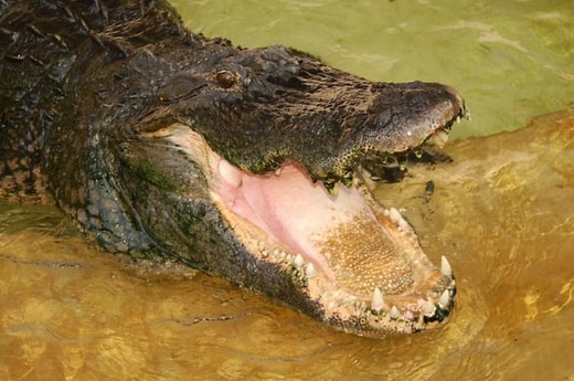 Chester, Gatorland’s first rescue alligator, passes away