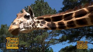 2.7K views · 35 reactions | This is Rose, one of our giraffes. Like all giraffes, she has her own unique spot pattern. Watch the latest Wild Animal Weekend to learn more! | Wild Animal Safari | Facebook