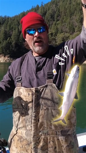 Pull in more kokanee with T-Pex! Watch how keeping your lure low and using a lift-and-swing technique can trigger more bites. Perfect tips for your next lake trip! T-Pex - https://shorturl.at/H6Gr3 | Catch America