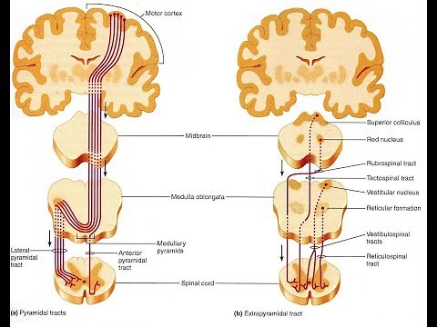 DIFFERENCE BETWEEN THE PYRAMIDAL AND EXTRAPYRAMIDAL PATHWAYS