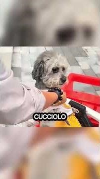 🐶 Cucciolo Eroe: Auto, Scuola e Avventure! 🚗🏫✨"