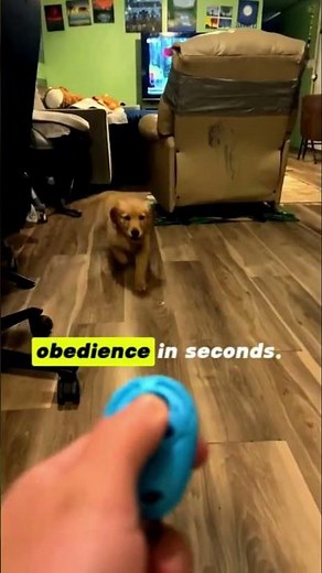 Train Your Dog Smarter With HoAoOo Pet Clicker – Simple But Powerful!