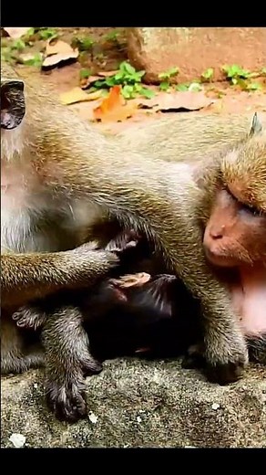 Life of Monkeys: Baby Monkey Kidnapped from Mother by Villains