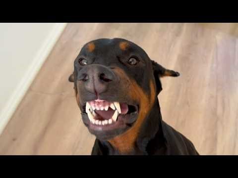 This 95lb Doberman Was Returned for Showing His Teeth—Until One Couple Saw His Real Smile
