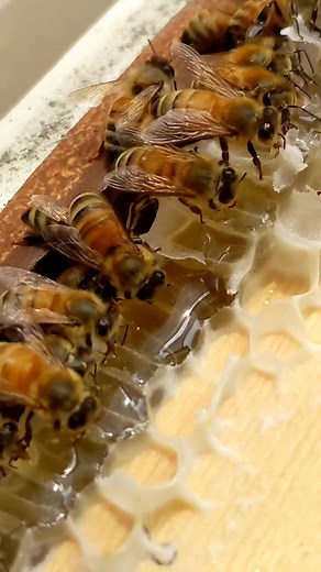 Honey is made from Bees' Kisses 🐝❤️ Honey is a natural product created by bees through a complex process that includes collecting nectar from flowers, enzymatic action, water evaporation, and storage within wax cells in the hive. While scientists have a deep understanding of the chemical composition of honey, they cannot replicate the entire process artificially. There have been attempts to create honey alternatives or substitutes using various techniques and ingredients, but these products are