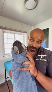 Omg!! So this has happened!! We have acquired a pair of Australia's rarest Black Cockatoos, the Baudins Cockatoo. The Baudins is found nowhere else in the world. It is listed as Critically Endangered (IUCN 2021) with a population decrease of 90% over the last three generations💔😱. "Sadly the Baudin's black cockatoo may not be around long enough for us to learn its secrets." WWF Australia. The population is now estimated at just 2,500 mature individuals. The risk of total species wipe out is alm