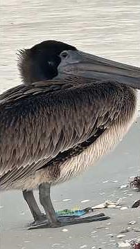 Highlights from Robb’s Monday Morning Beach Walk at Delnor-Wiggins in Naples, Florida | Dec 1, 2025