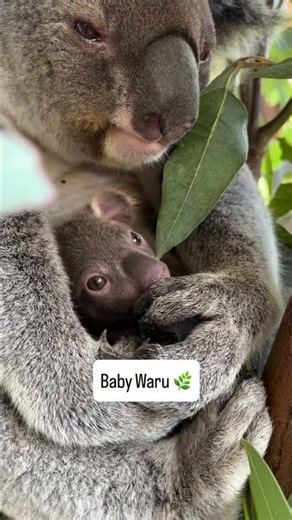 New born baby koala 🐨