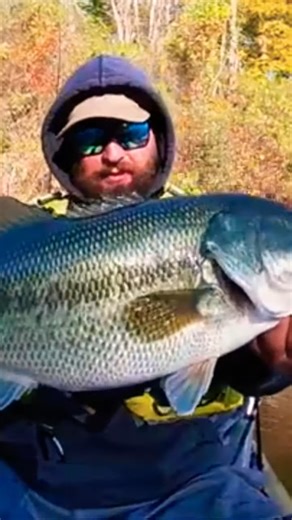 Crazy fat largemouth bass