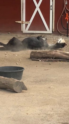 When you’re mid–spa day and realize the paparazzi found you. 🎥😳 Remington the Huacaya alpaca loves a good self-care Sunday with a roll in the dirt—it helps keep his thick, fluffy fleece clean and free of parasites. 🦙 ✨ #AlpacaFacts #PotterParkZoo | Potter Park Zoo