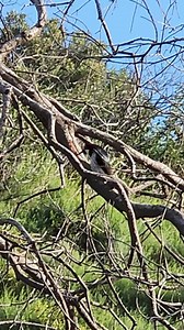 Woody Woodpecker makes an appearance off the Oakbrook Vista Trail in Thousand Oaks. #conejovalley #Thousandoaks #conejoopenspace #woodpecker Local area hikes and trails at bit.ly/vchiking | Conejo Valley Guide