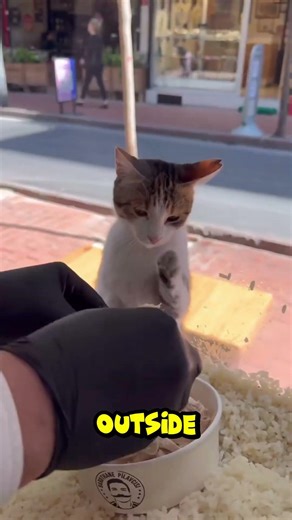 A little kindness goes a long way... 🐈✨