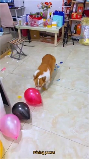 Doggy gets the task of breaking balloons #tiktoktrende