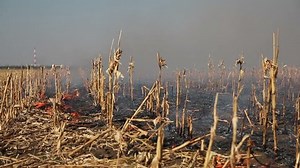 Corn Field On Firefire Cornfield After Stock Footage Video (100% Royalty-free) 2864641 | Shutterstock