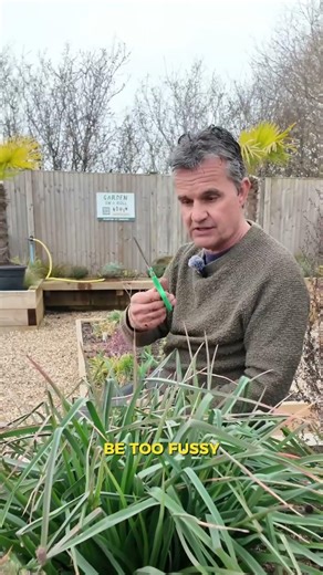 How should you trim back Kniphofia?