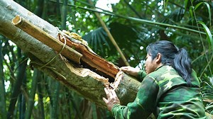 Lucky 掏一掏树干，居然有蜂蜜_哔哩哔哩_bilibili