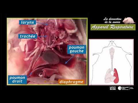 La dissection de la souris_appareil respiratoire (3sur7)