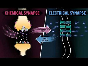 Chemical vs Electrical Synapses: What’s the Real Difference?
