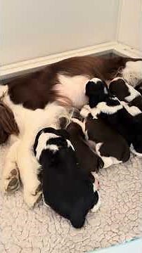 English Springer Spaniel Puppies — Eyes Open, Ears Open, Exploring the World!