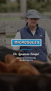 🐄🌱 Ignacio Estapé, Gerente Comercial de Biológicos de Laboratorios Microsules nos cuenta sobre los dispositivos intravaginales bovinos. 👉🏻 2 presentaciones: 🔹 Sincromic DIB MIC 0,6. Progesterona 0,6 gr. 🔹 Sincromic DIB MIC 1,38. Progesterona 1,38 gr. 💉 Los DIBs junto con otras hormonas inyectables son utilizados para diferentes protocolos reproductivos. ✅ Mayor eficiencia reproductiva ✅ Mejora del productor 🤝 Innovación y calidad única de Microsules, para una efectiva reproducción bovina
