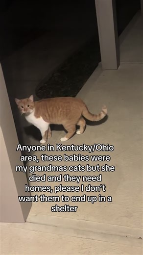 Even if you can take one please let me know #fyp #foryou #cats #kentucky #ohio