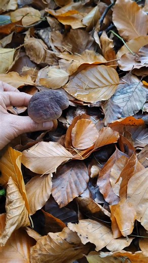 #mushroom #pilz #food #fungi #porcini #wald #nature #holiday #wandern #เห็ดป่าธรรมชาติ #เก็บเห็ดตามฤดูกาล #คนชอบเก็บเห็ด #Rotfußröhrling | Laude Somkeang