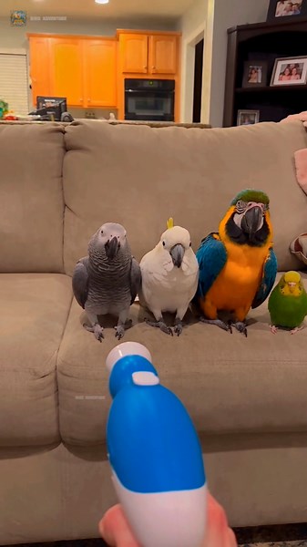 Welcome to another amazing and entertaining video! 🎥✨ #funny #birds #shorts #beautiful #fyp #foryou