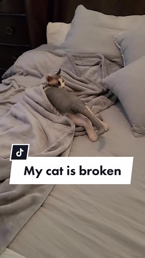 DeCATitated Cruise Ship Captains Cat - Emma McCue Nudes