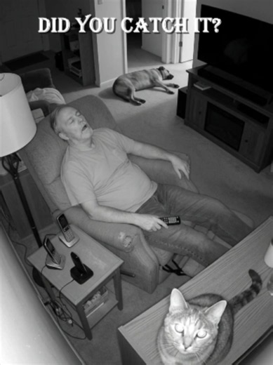 📂 CASE FILE #098 — They Didn't Notice Okay this is a small thing but it's bothering me more than it should. Pulled up last night's camera footage dad's asleep in his chair, dog's out cold in the hallway... totally normal night. Except my cat. She's sitting right there staring directly into the camera lens the entire clip. Not at him. Not at the dog. At the camera. She didn't move, didn't blink, didn't look away once. She's never done this before. Cats stare at things, sure — but this felt diffe