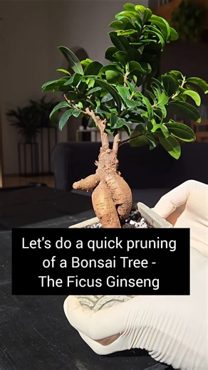 Trimming a Bonsai Tree