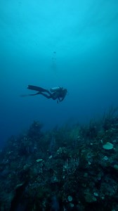 While on a scuba dive in Belize the weather turned quickly. Our guides decided to descend & continue the dive. There truly is something peaceful about diving in the rain but the lightning was a new element I haven’t experienced underwater! ⚡️ #scubadiving #lightning #belize #ocean #dive #storm #diving | Kayleigh Nicole Grant