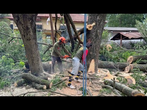 Extreme Danger! Conquering 2 Towering Trees in a Tight Space & Heavy Rain!