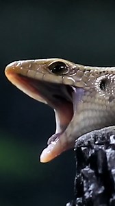 I Added a Second Lizard into My Giant Rainforest Vivarium! 🦎 Meet Daenyrys: The Golden Dragon #AntsCanada #ACfamily #antloveforever | AntsCanada