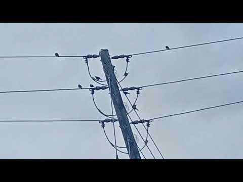 10/18 7:06 crows... grackles? Hawk nearby cont.