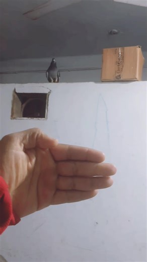 Pigeon Perched on Hand with Distinctive Features