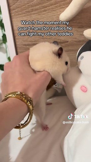 Hamster Fights Other Hamsters After Realization