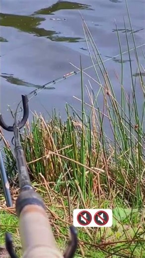 the best carp running #methodfeeder