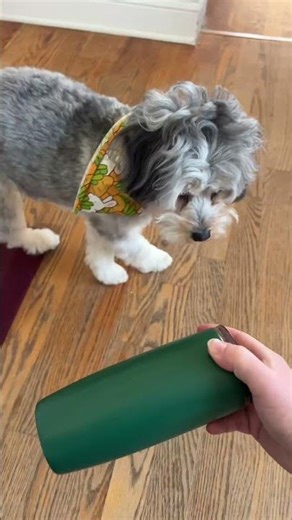 This is so cute! She just learned this new command