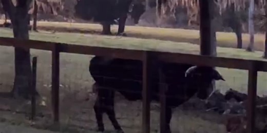 Buddy the Beefalo, famous for escaping slaughterhouse in Connecticut in 2020, dies in Alachua County