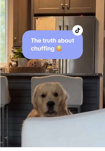 Understanding Dog Sounds: Chuffing Explained