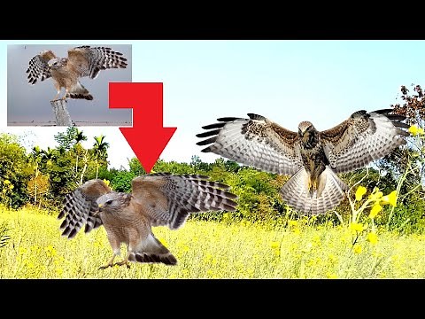 How to Add Background Image in Photoshop 7.0 | swift learn